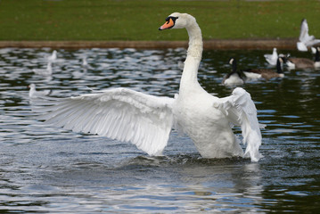 Mute Swan