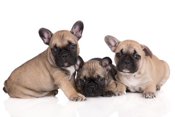 three french bulldog puppies