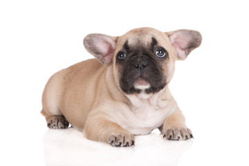 adorable french bulldog puppy on white