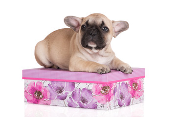 adorable french bulldog puppy lying down on a box