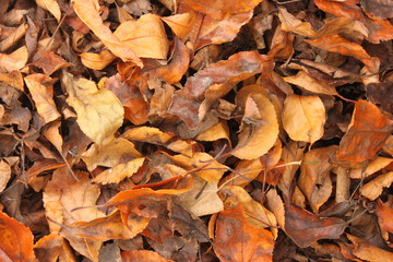 Early autumn leaves