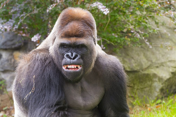 Obraz premium Western Gorilla (Gorilla gorilla)