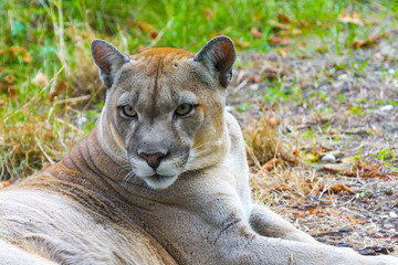 Fototapeta premium Cougar (Puma concolor)