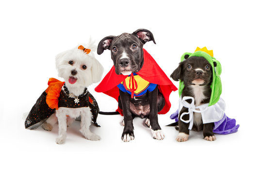 Fototapeta Cute Puppy Dogs Wearing Halloween Costumes