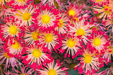 Obraz premium Beautiful unusual red chrysanthemum flower closeup