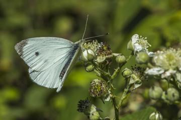 Großer Kohlweißling Pieris brassicae)