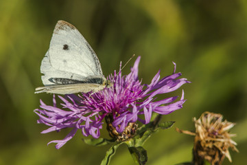 Großer Kohlweißling Pieris brassicae)