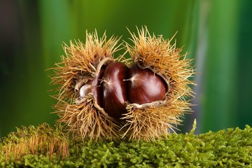 Castagne nel riccio posate su muschio