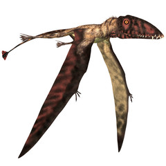 Dimorphodon in Flight - Dimorphodon was a carnivorous Pterosaur that lived in England during the Jurassic Period. © Catmando