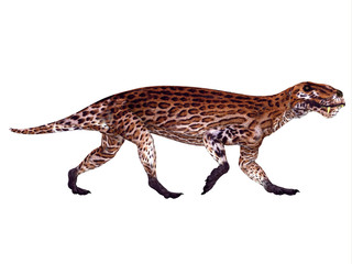 Lycaenops Permian Dinosaur - Lycaenops was a carnivorous mammal-like reptile that lived in South Africa during the Permian Period.