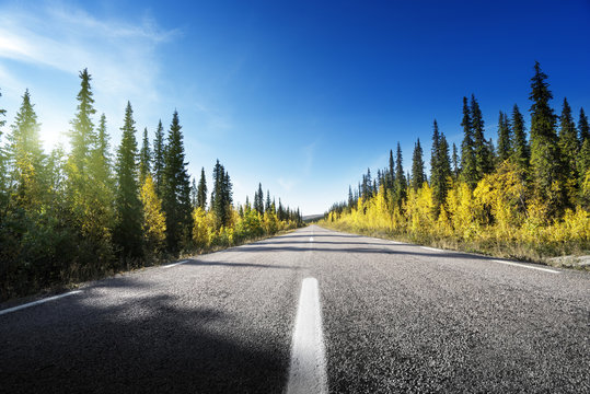 Road in autumn forest, Sweden