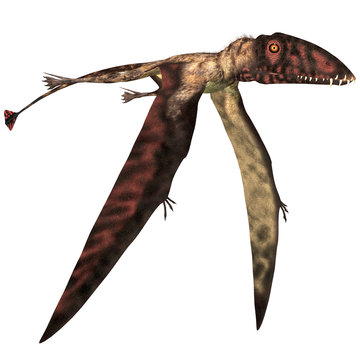 Dimorphodon in Flight - Dimorphodon was a carnivorous Pterosaur that lived in England during the Jurassic Period.