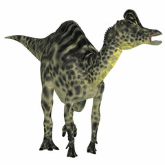Velafrons Hadrosaur Dinosaur -Velafrons was a large herbivorous Hadrosaur dinosaur that lived in Mexico during the Cretaceous Period. 
