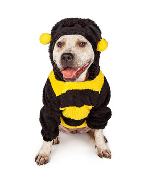 Pit Bull In Halloween Bumble Bee Costume