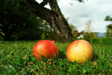 aepfel vom baum gefallen I