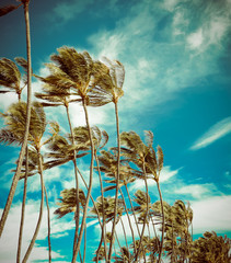 Fototapeta premium Retro Palm Trees In The Wind