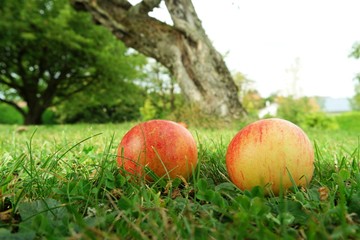 aepfel vom baum gefallen II