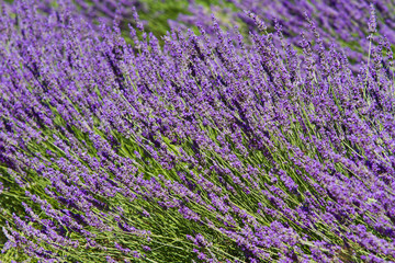 Fototapeta na wymiar Lavender flower close up in a field in Provence France