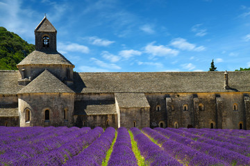 Abbey of Senanque and blooming rows lavender flowers. Gordes, Lu