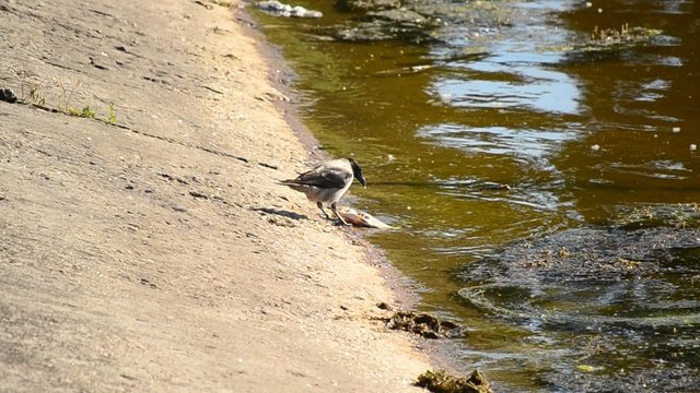 Grey crow eats dead fish on shore and walks away out of frame 
