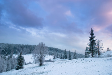 Beautiful winter landscape with snow covered trees. Carpathians,