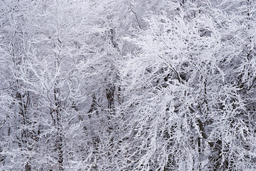 Snow-covered tree branches