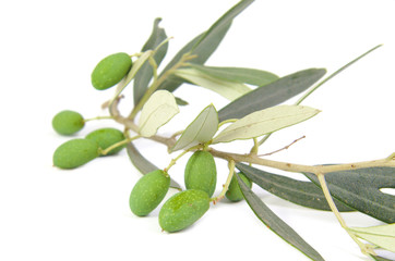 Isolated olive's branch with leaves and fruits