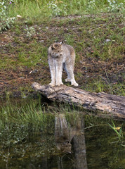 Naklejka na ściany i meble Lynx with Reflection