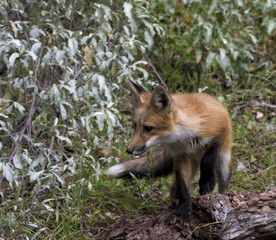 Young Red Fox