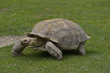 Tortue sillonnée de savane ou à éperons, en marche dans l'herbe