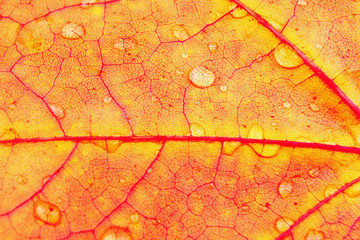 Fototapeta premium leaves with drops of water (isolated)