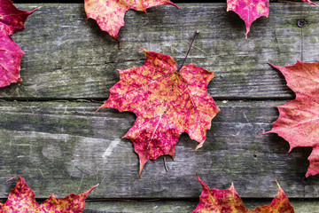 Autumn leaves on rustic wooden background