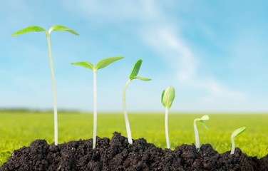 Plant growing.