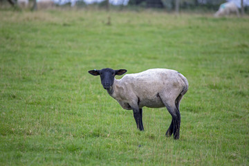 Sheep black face