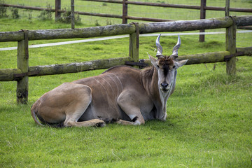 Eland animal