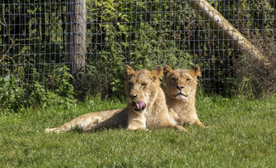 Lioness