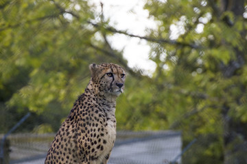 Cheetah