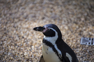 Naklejka premium Penguin