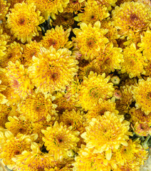 closeup of Chrysanthemum  banch