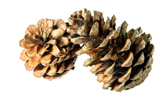 brown pine cone isolated on white background, include with clipping path