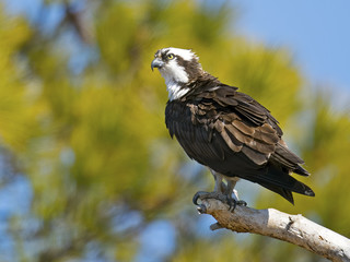Osprey sitting on a dead branch.