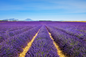 Obraz na płótnie Canvas Lavender flower blooming fields endless rows. Valensole provence