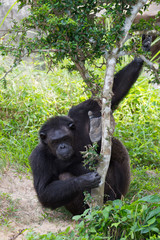 Obraz premium chimpanzee