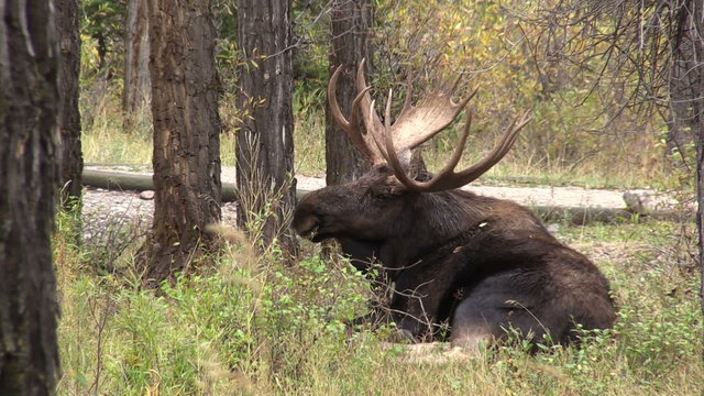 Bull Moose Bedded