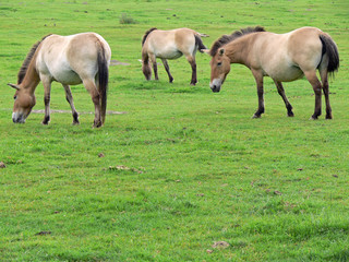 Fototapeta premium Das Przewalski-Pferd - ein Wildpferd