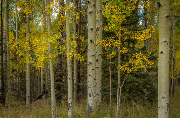 Fall tree landscapes