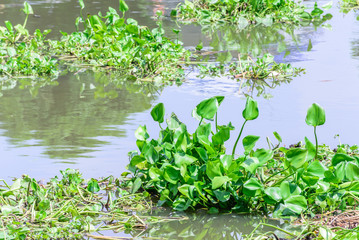 Water hyacinth floating in river.