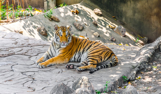 A Large Tiger Relaxing