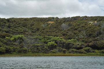 Native bush with giant ferns surrounding the lake.