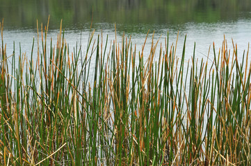 Reed forming the lake shore.